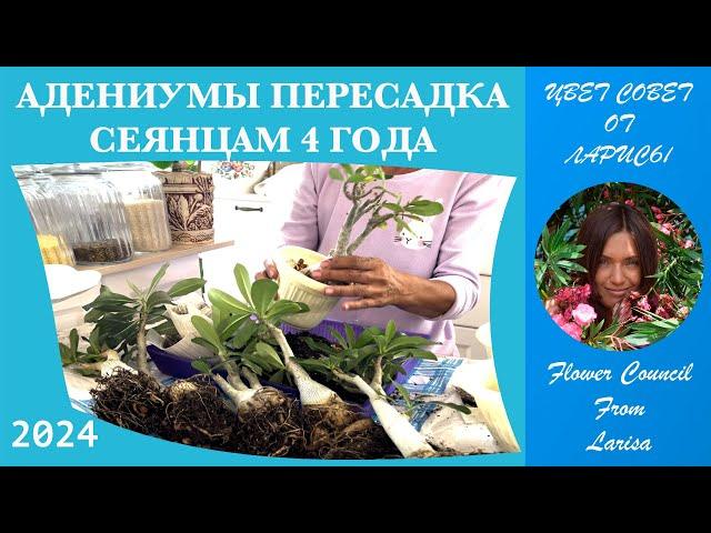 АДЕНИУМ ПЕРЕСАДКА И ОБРЕЗКА | СЕЯНЦАМ УЖЕ 4 ГОДА