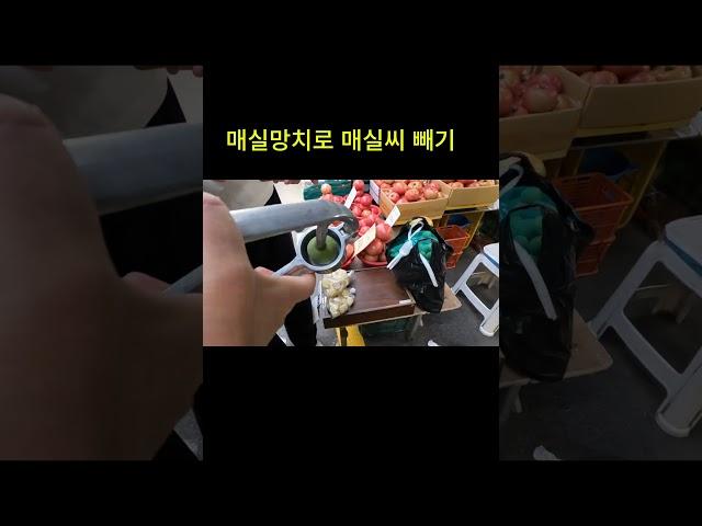 매실 망치로 매실씨 빼기