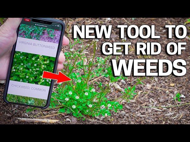 Visually Identify Weeds in Your Lawn Using your Phone - What kind of weed is that?