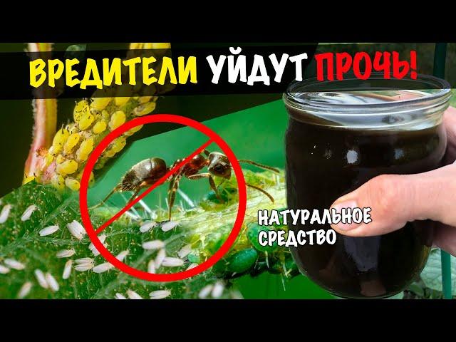 Все вредители на участке исчезают на глазах! Суперское натуральное средство! #Shorts