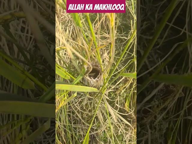 Amazing Nest Making By Mini Birds | Creation of God #shorts #youtube #creator