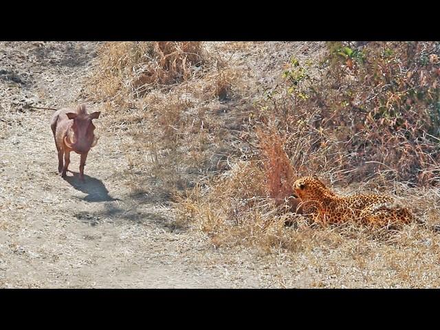 Warthog Walks Right Into Leopard