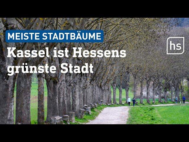 Kassel hat die meisten Stadtbäume, Offenbach und Wiesbaden die wenigsten | hessenschau