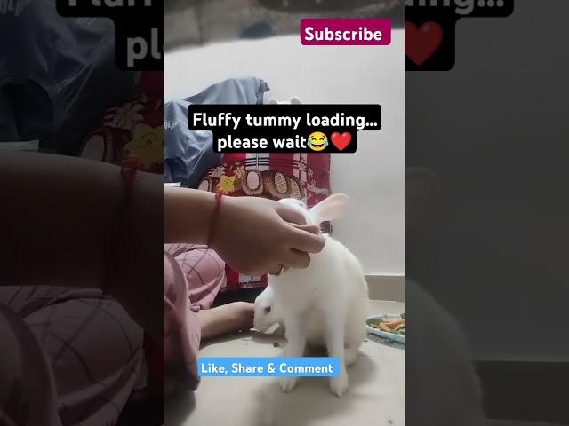 Cutest foodie on four paws 