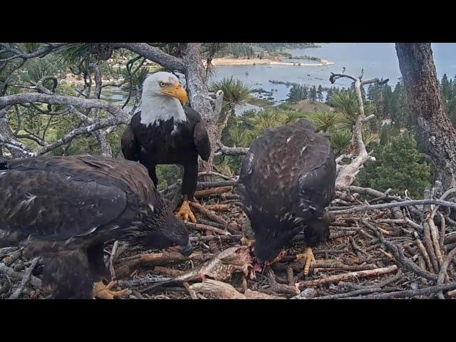 Jackie brings big fish  for lunch | Big Bear Bald Eagle | May 31, 2025