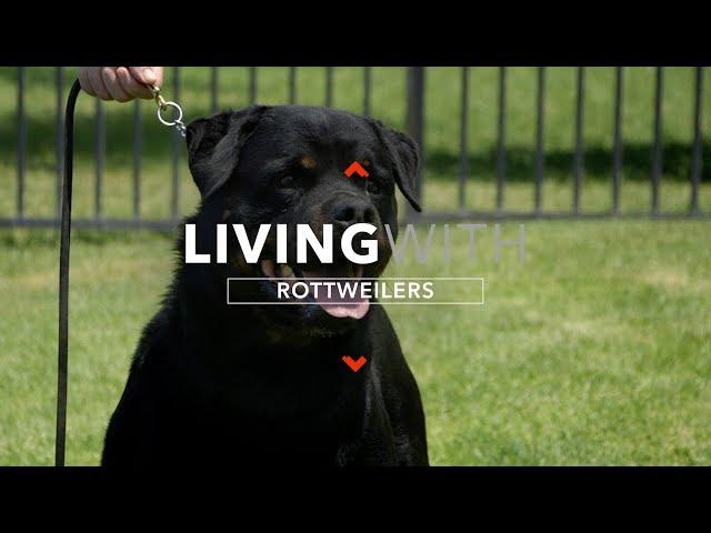 ALL ABOUT LIVING WITH ROTTWEILER DOGS