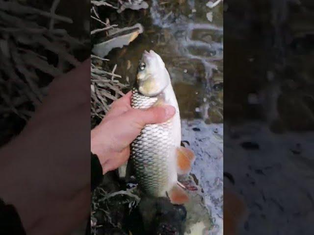 Chub release