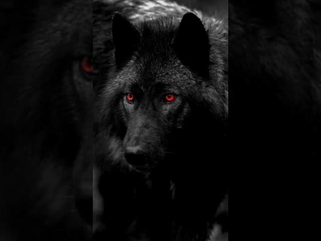 Black wolf #Beast animal #shorts