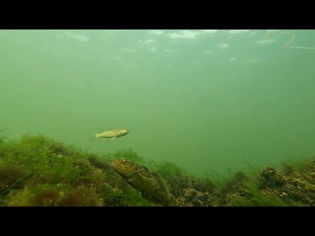 Подводная жизнь Азовского моря /Underwater life of the Azov Sea/  Бердянск каменная дамба АКЗ