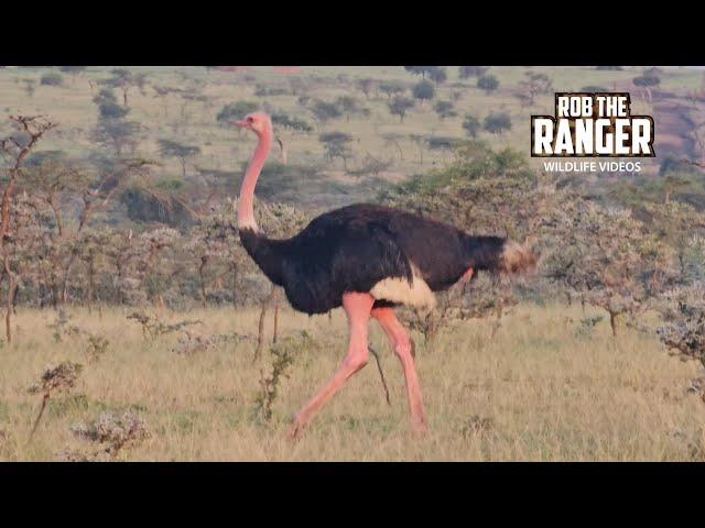 Maasai Ostriches Are Awesome!! | Lalashe Mara Ripoi Safari