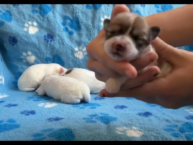 Coton de Tulear Puppies For Sale - Lacey 10-8-24