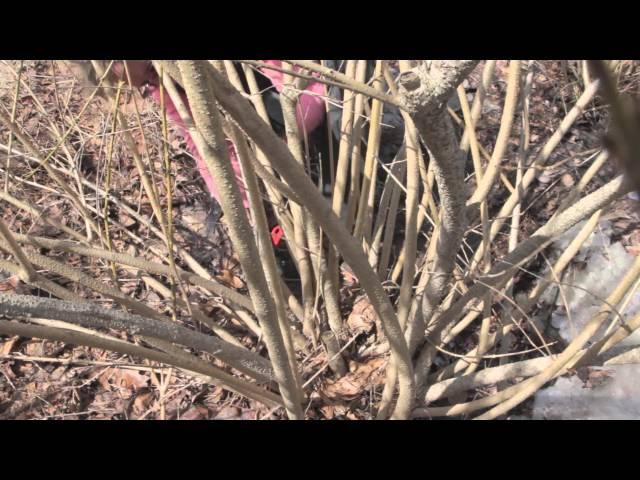 How to Prune Forsythia