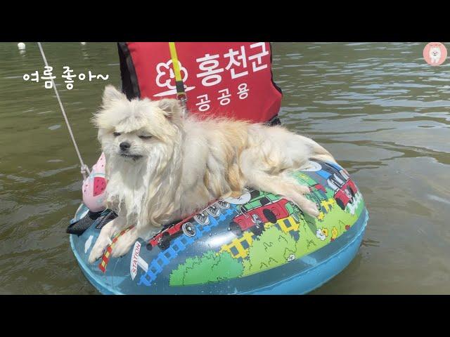 여름을 즐길 줄 아는 강아지(A puppy who knows how to enjoy the summer.)