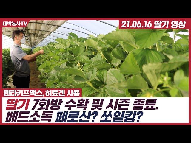 [대박농사TV 51] 딸기 7화방 수확 및 시즌 종료. 다음 딸기 재배 준비를 위한 베드소독 페로산? 쏘일킹?