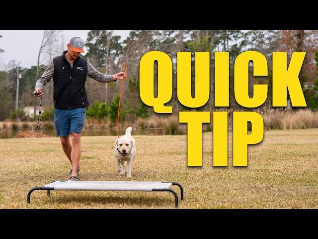 A snappy heeling and "place" drill | Duck Dogs