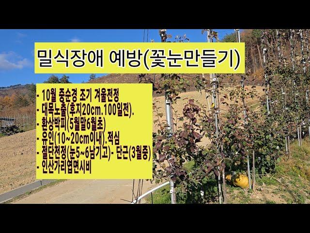 초밀식과원 밀식장애 예방을 위한 10월 전정 및 비료 사용등 조치사항