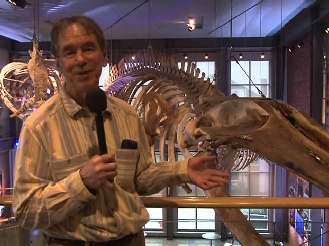 A Moby Dick Tour through the New Bedford Whaling Museum