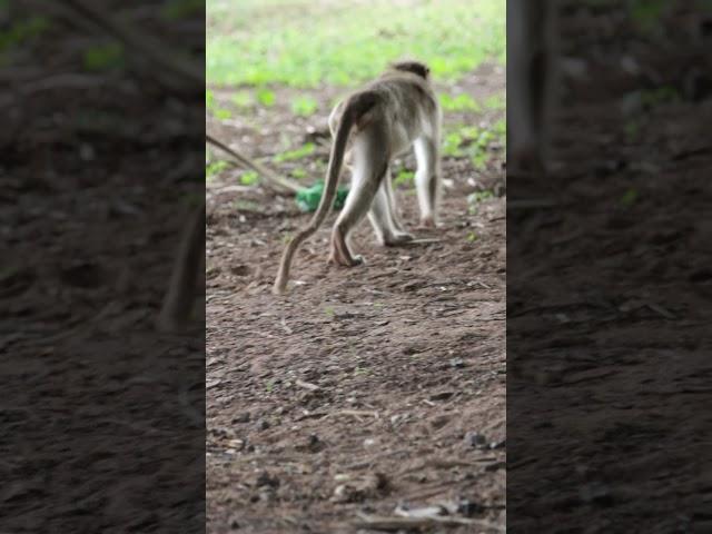 Bonnet Macaque Monkeys