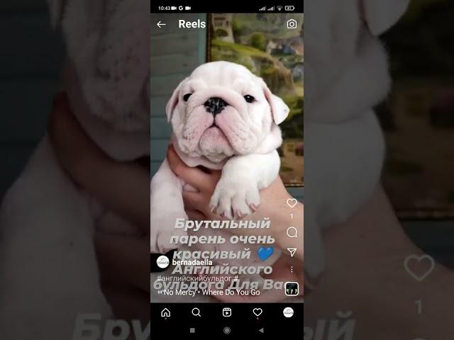 английский бульдог