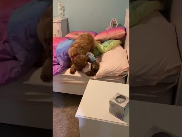 One heck of a wake up call  #goldendoodle #minigoldendoodle #goodmorning #wakeup #wakeupcall