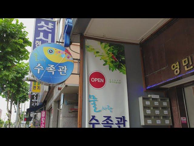 탱써니 물생활 수족관 투어, 물사랑 수족관 같이 구경해요~ Korean aqua pet shop tour