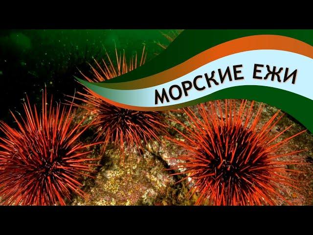 Sea Urchins | What Is Sea Urchin? | The Wonderful World of Invertebrates