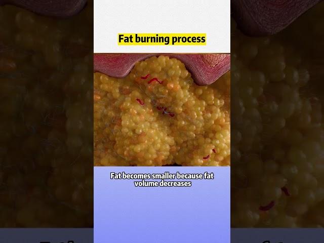 #visceralfat #animation | Fat burning process #wls #weightloss #obesity #weightloss