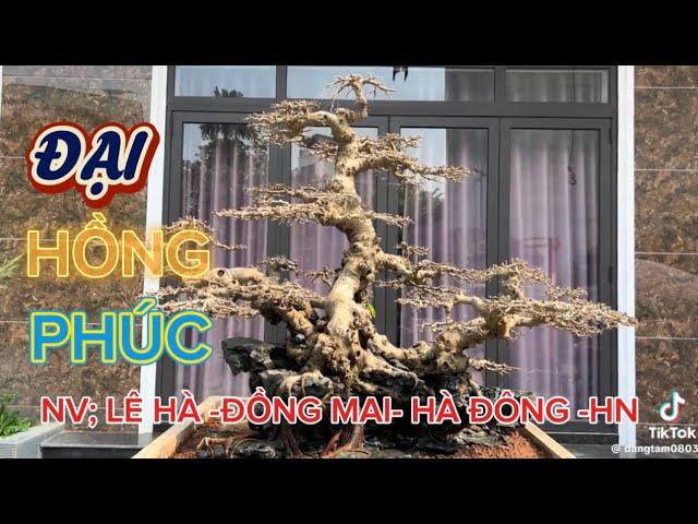 Quảng Tùng| Chia sẻ Quý vị tp : ĐẠI HỒNG PHÚC, chủ sở hữu anh Lê Hà