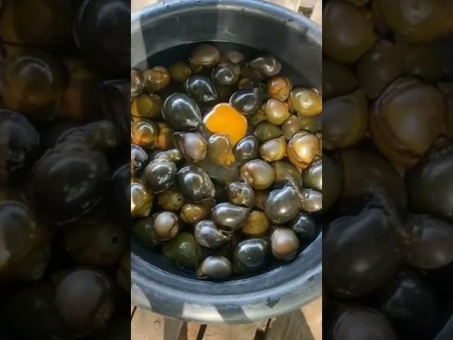 Snail Eating Eggs #amazingSnail #viralvideo