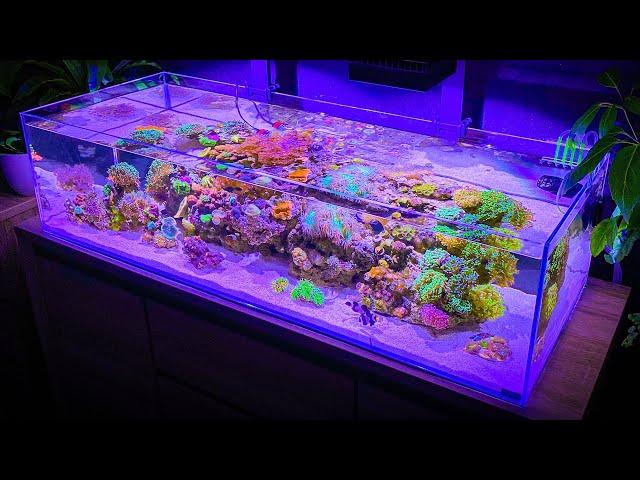 3 Hours of Shallow Reef Aquarium Relaxation [Aquarium Meditation]