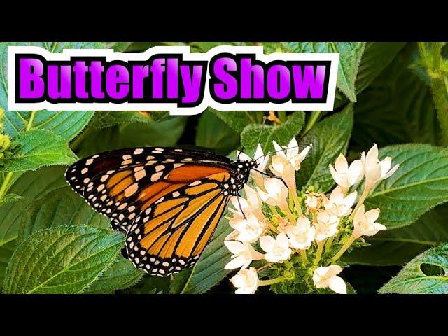 Krohn Conservatory Cincinnati | Butterfly Show 2024