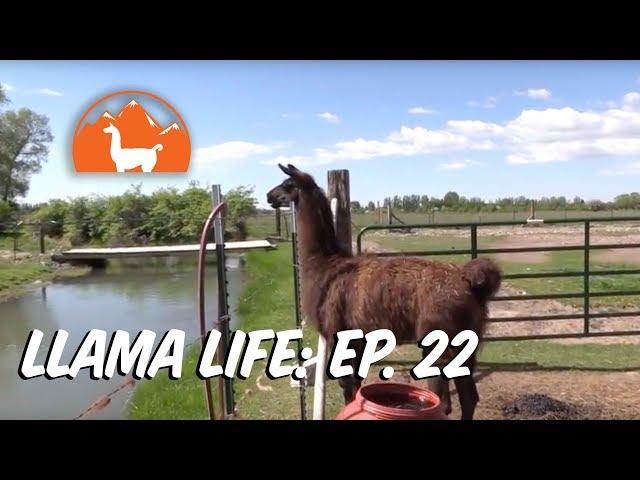 Meet the Studs - Ep. 22 - Llama Life