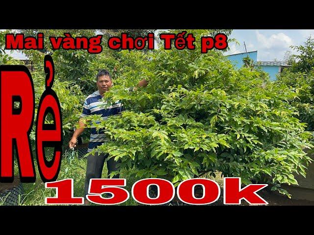 0978 195 317 gặp a Long lô mai tàng thông cực đẹp giá rẻ