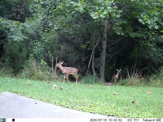 Doe and two fawns