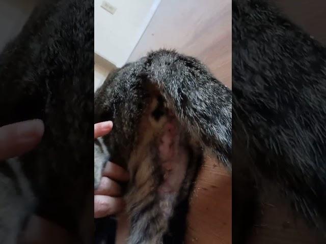 Patricks rash