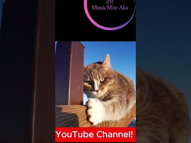 KAT #kat #cat #originalmusic #newmusic #musicmix #musicmix_aks #YouTubeMusic #nederlandsemuziek