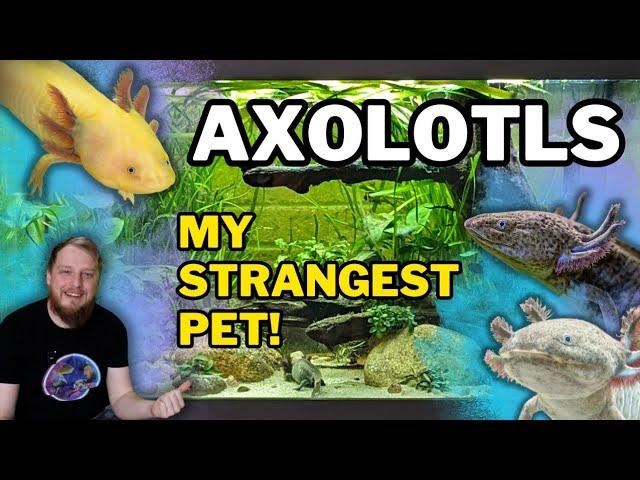 AXOLOTLS! (All Beginner Questions Answered!) Tank setup, Feeding, Tankmates and more.