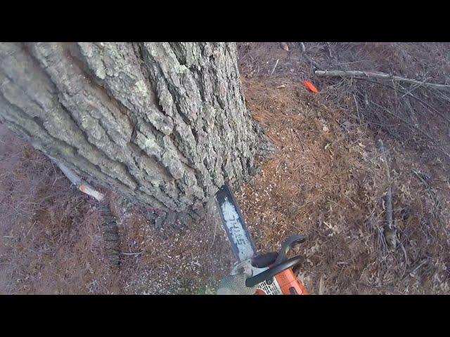 RUNNING THE STIHL MS441 MAGNUM