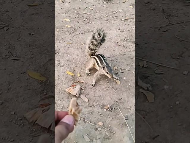 gilhari pareshan hogaya #shorts #squirrel #gilhari