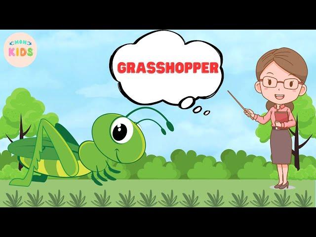 Grasshopper Facts For Kids  Learn All About Grasshoppers | MON Kids