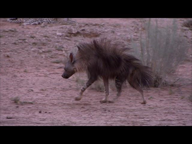 Brown Hyena chases Leopard into a tree