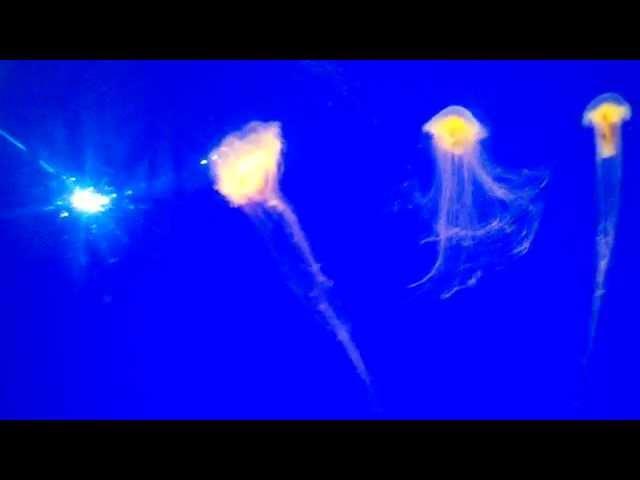 A Lions Mane Jellyfish video set to classical music