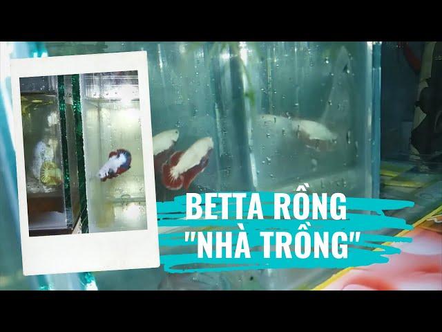 Khoe Hàng Vài Con Betta Rồng (Cá Lia Thia) Vui Vẻ Thôi.