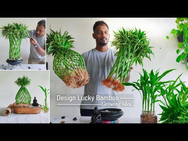 Grow Design Lucky Bamboo in Water & Rocks | Lucky Bamboo Water Care & Growing Tips//GREEN PLANTS