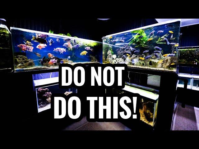 Watch BEFORE Buying African Cichlids - Beginners Guide