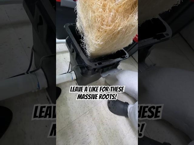 Learn To Grow Massive Roots In Your DWC/RDWC Hydroponics System! #shorts #hydroponics