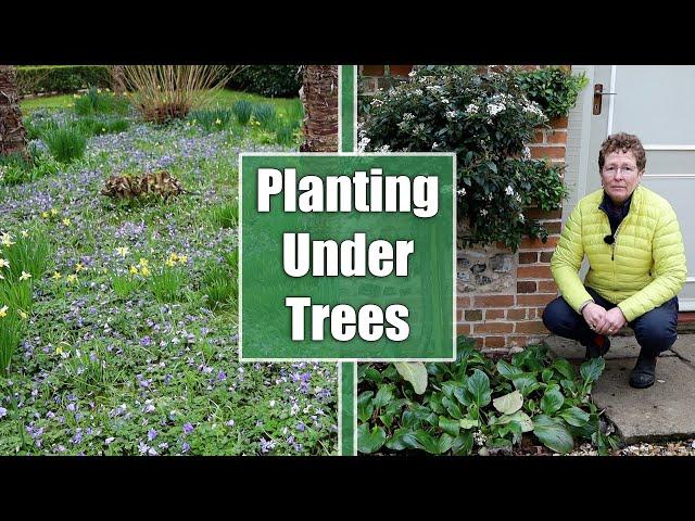 What Should You Plant Under Trees & Shrubs?