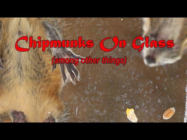 Chipmunks on Glass (among other things)