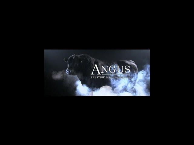 Abn Angus