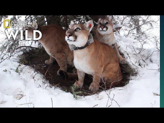 How Mountain Lion Mothers Care for Their Kittens | Nat Geo Wild